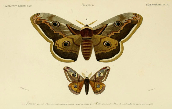 Grand paon de nuit - planche ancienne du Dictionnaire Universel d'Histoire Naturelle